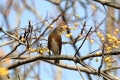 Turdus chrysolaus