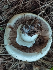 Agaricus