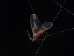 Coelostomidia zealandica