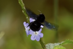 Bombus pauloensis