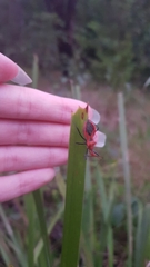 Gminatus