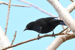 Molothrus bonariensis