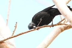 Molothrus bonariensis