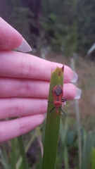 Gminatus