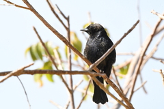 Molothrus bonariensis