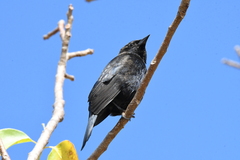 Molothrus bonariensis