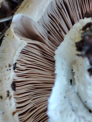Agaricus