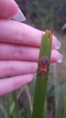Gminatus
