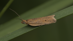 Clepsis divulsana
