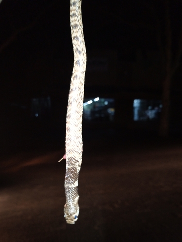 Eastern Shield-nose Snake
