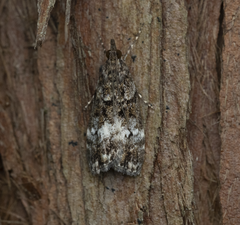 Scoparia minusculalis