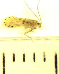 Zelandopsocus kuscheli