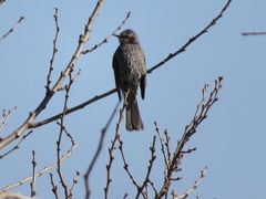 Hypsipetes amaurotis