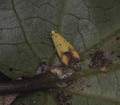 Gymnobathra flavidella