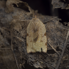 Apoctena