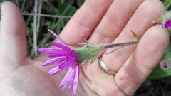 Senecio polyodon subglaber