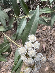 Ozothamnus stirlingii