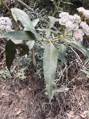 Ozothamnus stirlingii
