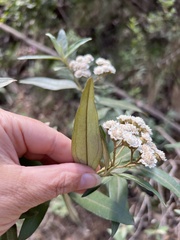Ozothamnus stirlingii