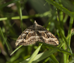 Xanthorhoe semifissata