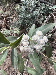 Ozothamnus stirlingii