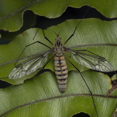 Leptotarsus vulpinus