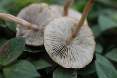 Hymenagaricus