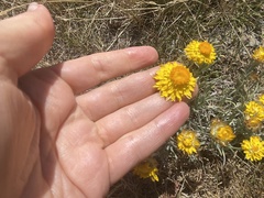 Leucochrysum albicans albicans