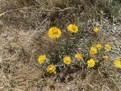 Leucochrysum albicans albicans