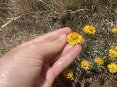 Leucochrysum albicans albicans