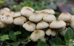 Hymenagaricus