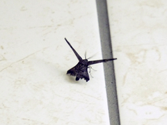 Pseudodirades lactea