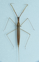 Ranatra linearis