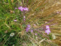 Epilobium billardiereanum