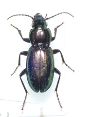 Pterostichus externepunctatus
