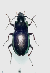 Pterostichus burmeisteri