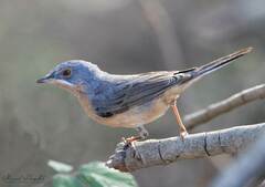 Curruca iberiae