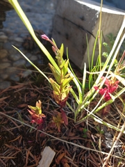 Epilobium australe