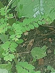 Phyllanthus tenellus