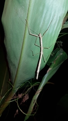 Candovia strumosa