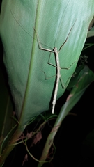 Candovia strumosa