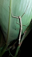 Candovia strumosa