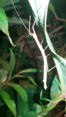 Candovia strumosa