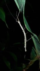 Candovia strumosa