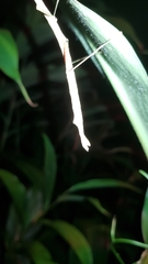 Candovia strumosa