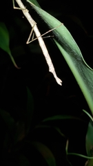 Candovia strumosa