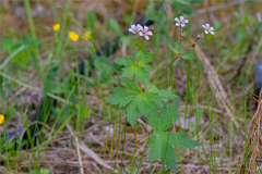 Geranium krylovii