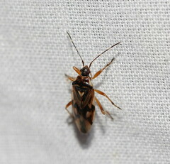Trisecus pictus