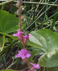 Lythrum salicaria