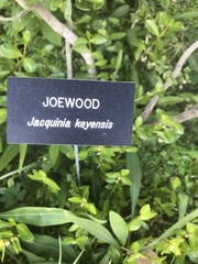 Jacquinia keyensis